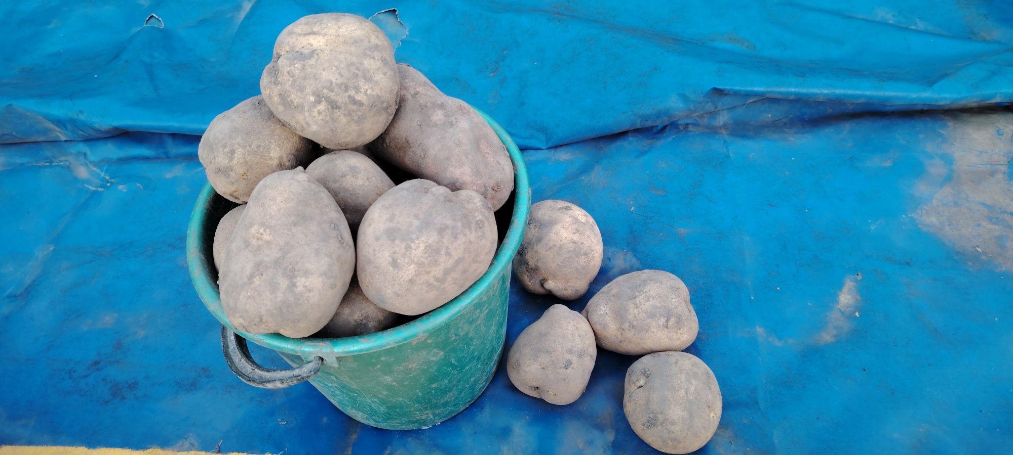 Продам картофель