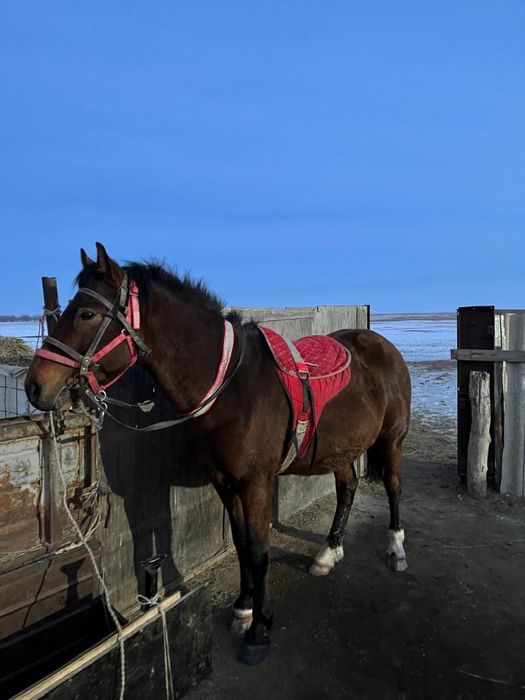 Айғыр сатылады срочно! Бағасын келісеміз