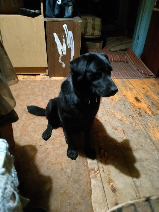 Черная лабрадорка