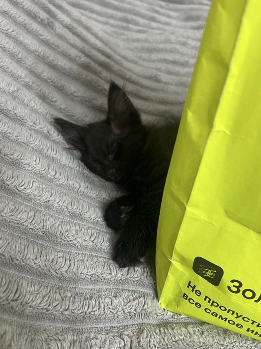 Отдам двух котят в добрые руки