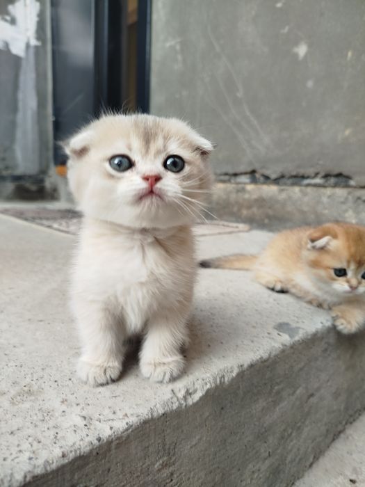 Скотишь фолд, шиншилла
