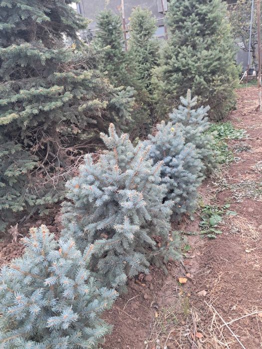 Archa goluboy, serebrestiy Ель голубая - chiroy sifat narx uygunligi