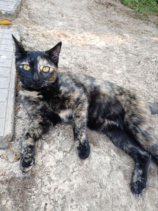 Отдам котят в хорошие руки