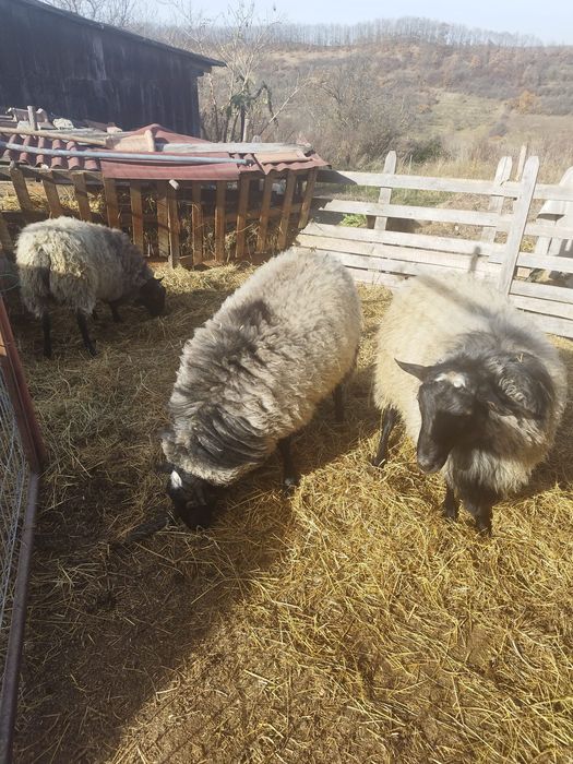 Vând berbeci romanov