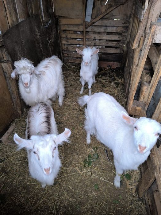 Iezi de vânzare, au 6 luni, 2 fete si un băiat pentru prăsit.