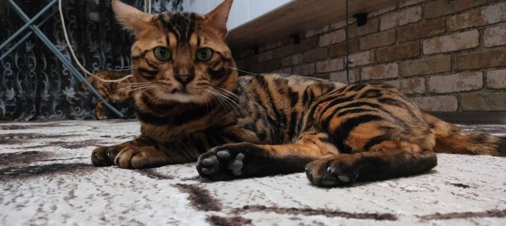 Бенгальские котята