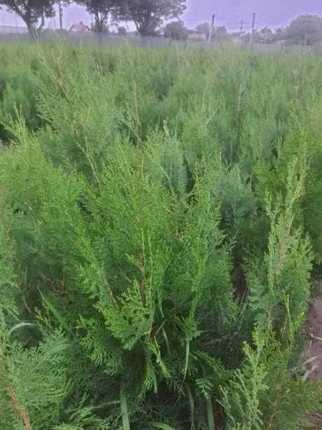 Plante ornamentale unice ce încântă prin detalii naturale
