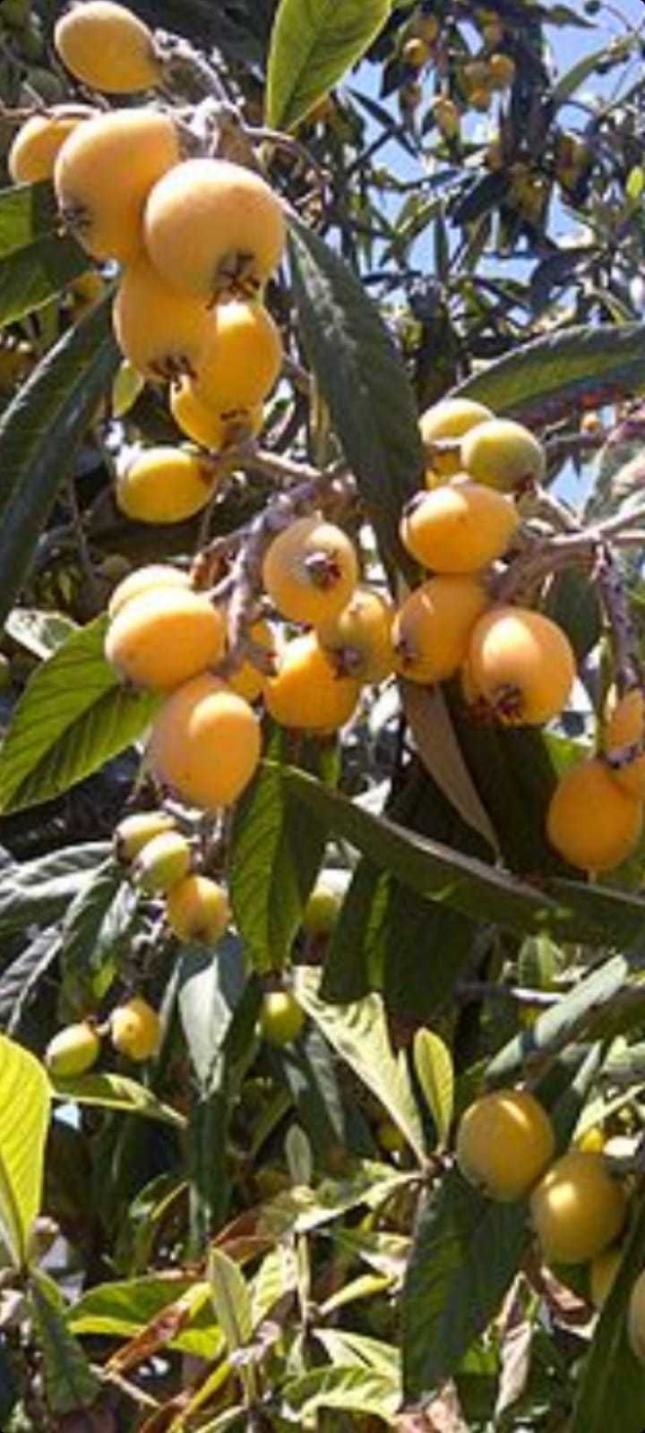 Paulownia.Cais.Mar.Par.Cires.Nectarin.Aronia.Tei.Porumbar