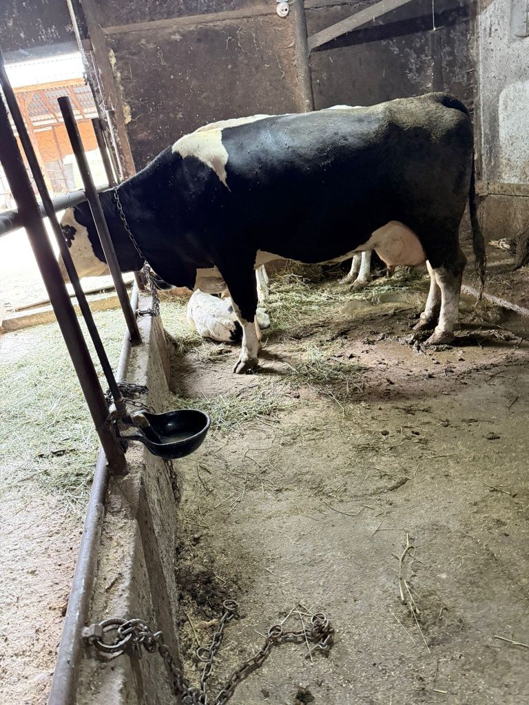 Vând vaca cu lapte