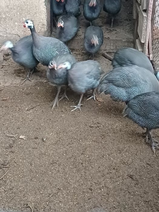 Bibilici de vânzare, preț 100 lei/bucata