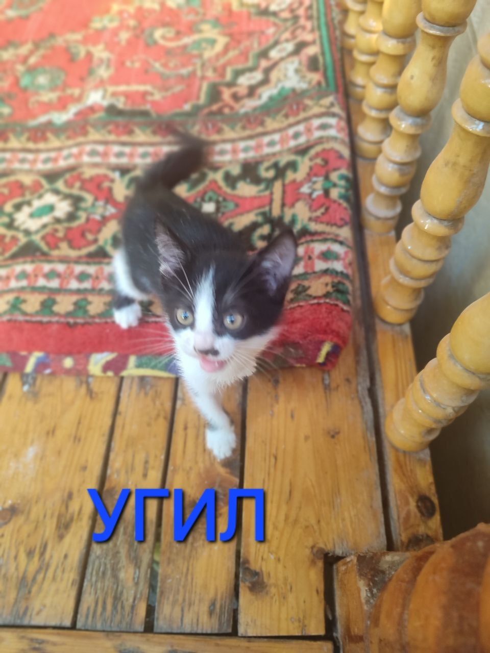 Отдам в хорошие руки