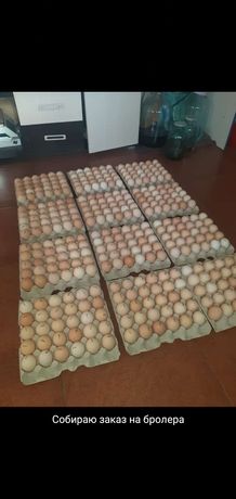 Продажа яиц для инкубирования