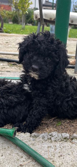 Кавапу & Cavapoo