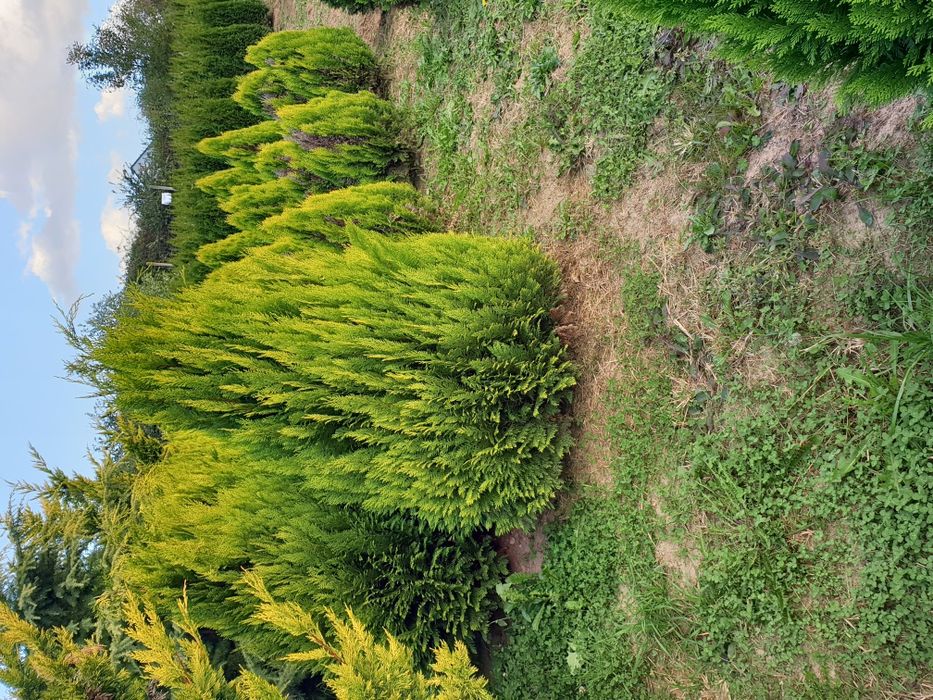 Tuia, brad, mesteacăn, tei, platan, magnolie si multe altele