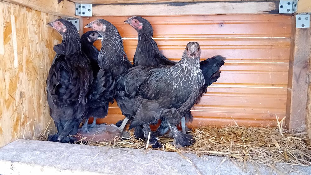 Pui găină cocoșei găini cocoși