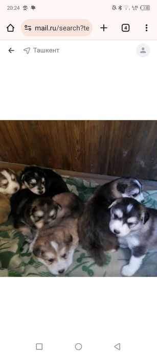 Хаски xaski сотлади щенки kuchuk sotladi