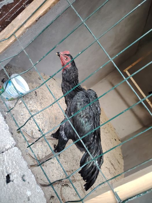 Карейцкие Петухи