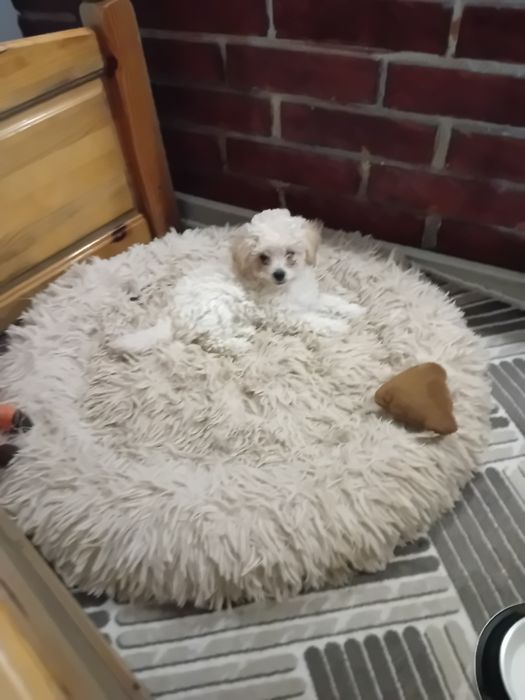 Малтипу момиченце