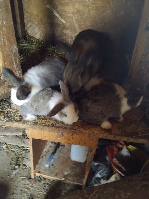 Vând iepuri de rasa