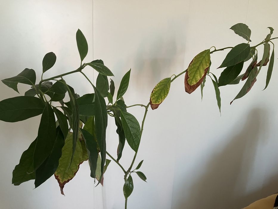 Plante Avocado in ghiveci