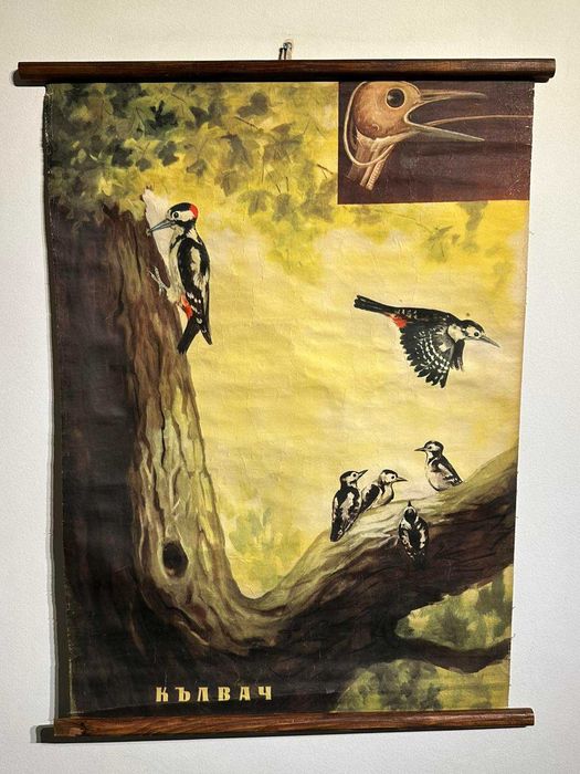 Соц Учебни Плакати Постери Биология