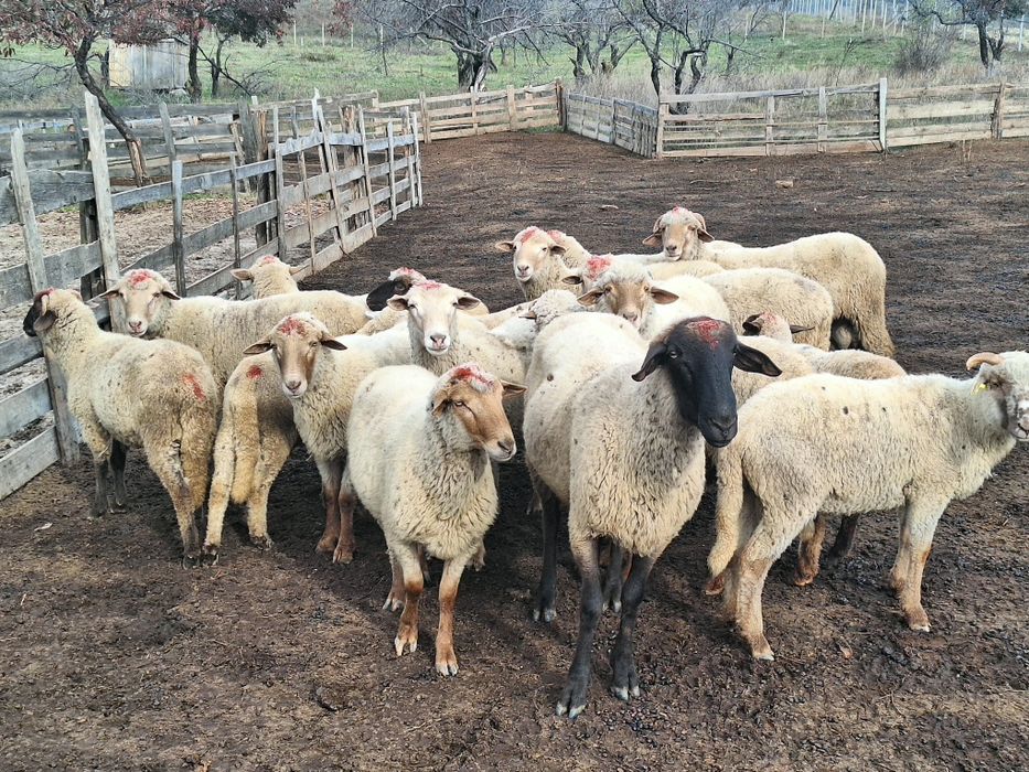 Vand berbeci miori si carlani tigaie ruginie si carabasa  pt monta sau