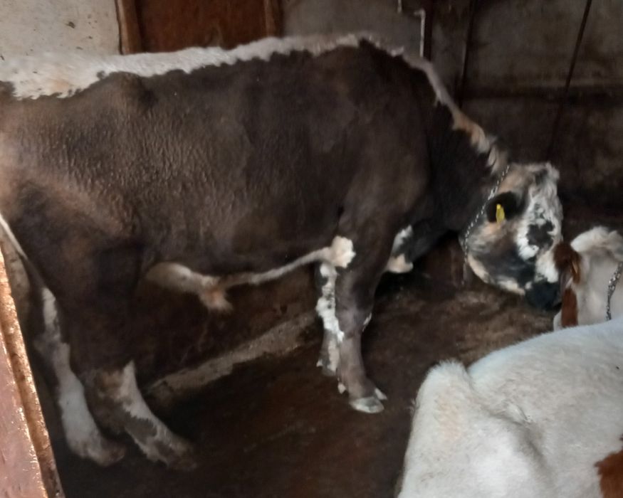 Taur baltat de vanzare