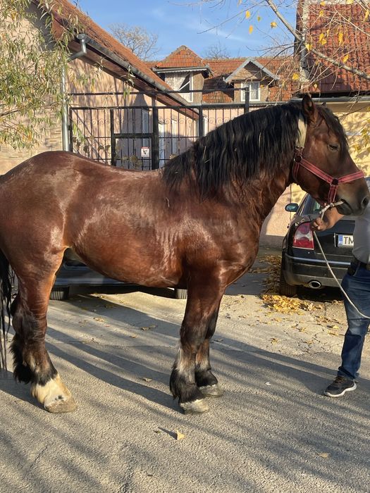 Vand armasar de 4ani