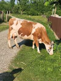 Vacă Bălțată Romanească