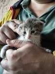 Отдам котят даром