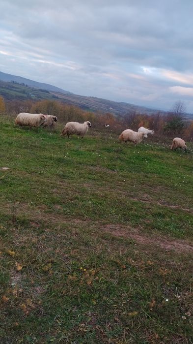 Mioare și stramioare