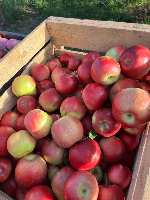 Vand diferite soiuri de mere!