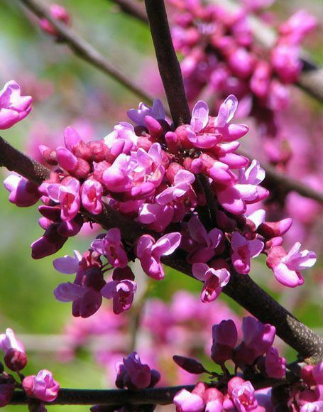 Pomi Ornamentali  cercis oklahoma