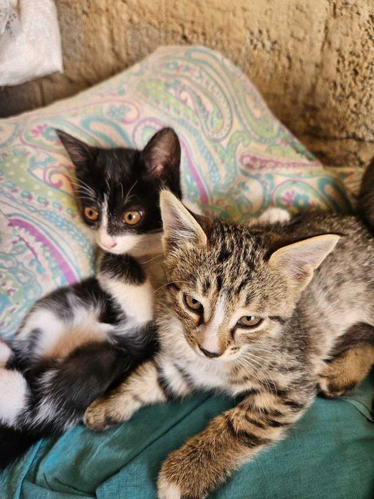 Весёлые котята ищут добрые руки