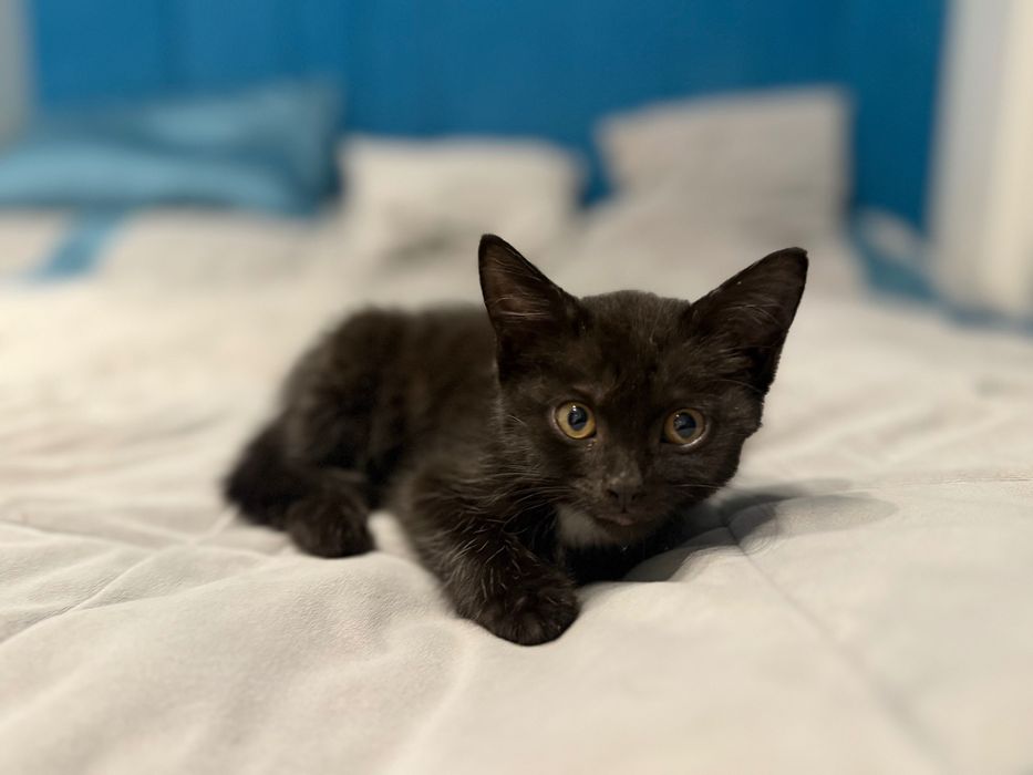 Отдам котенка 3 мес (девочка)