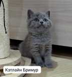 Британские котята!  Питомник!