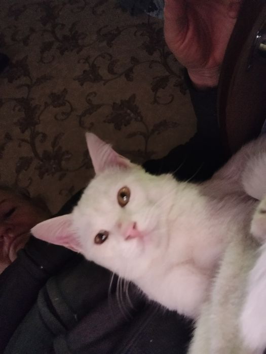 Продается белый котёнок!