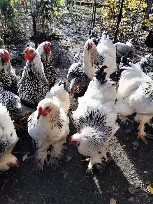 Vând cocosi brahman deschis