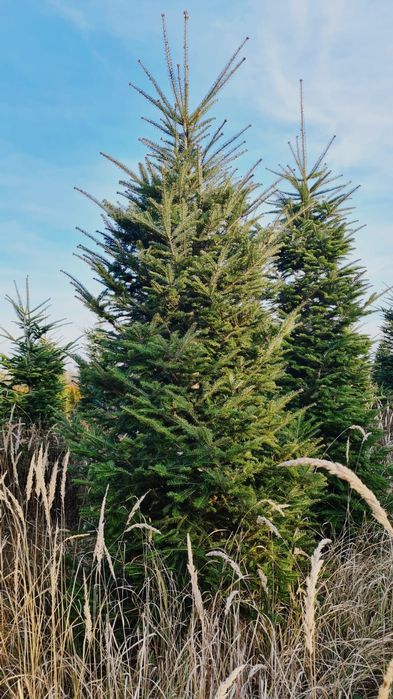 Brad verde si argintiu 4/5m