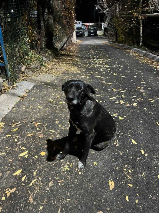 Найдена собака Медеу, девочка черная