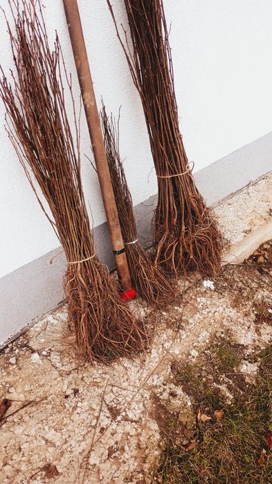 Doriti sa impaduriti cu puieti de salcam proaspăt recoltati