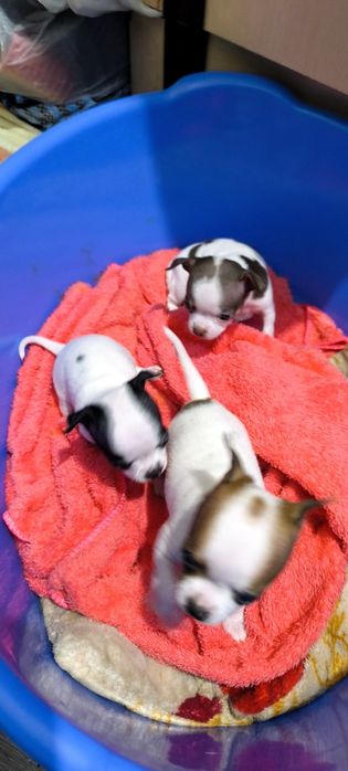 Отдам в хорошие руки, кутята Чихуахуа родились 4 ноября, 3 мальчика