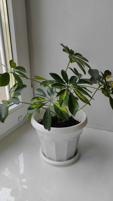 Шеффле́ра  (лат. Schéfflera).