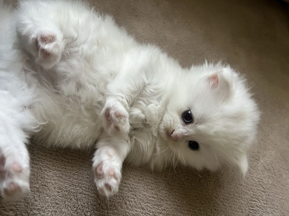 Pui pisica adorabil