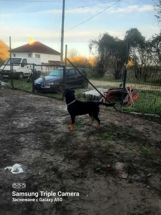 Ротвайлери кученца