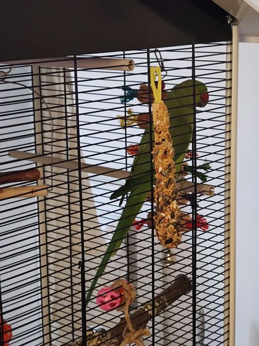 Papagal Micul Alexandru (Indian Ringneck)