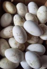 Домашнее гусиное яицо инкубационное