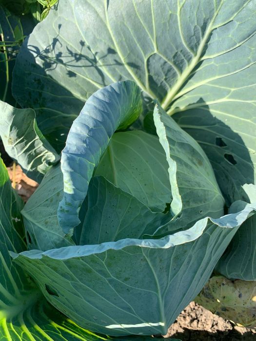 Varza Beverly Socodor