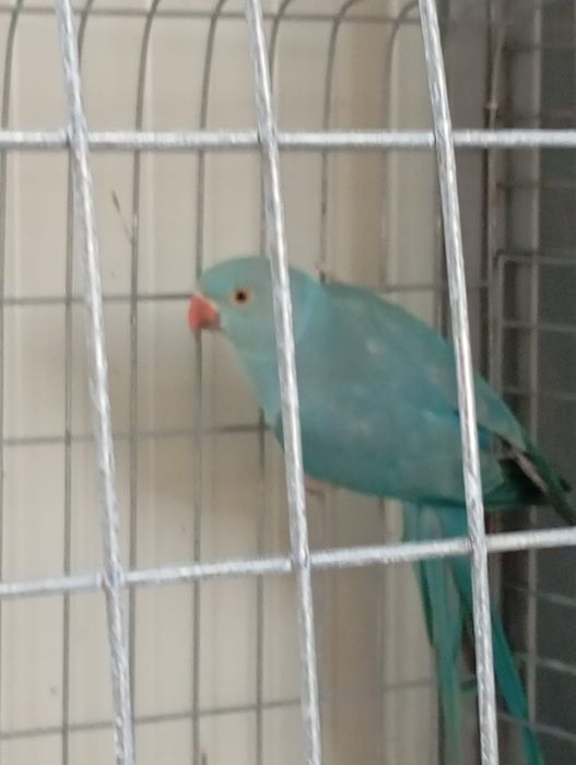 Pui papagali micul Alexandru