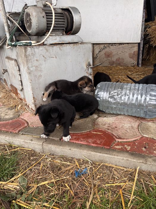 Donez căței!Ofer spre adoptie catei frumosi si jucăuși .